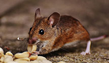 24 Hour & Emergency Exterminators in Brandonville, WV